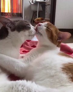 Let's cuddle 😻💞😻 | MetDaan Animals