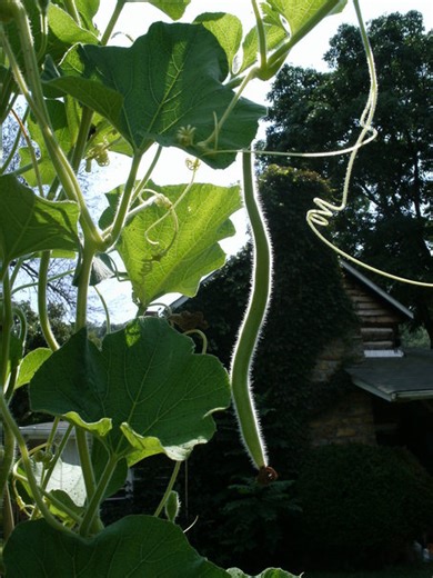 Blue Spring Run Farm | Covington VA