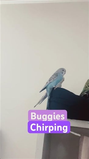 Buggies out of cage .Original chirping #travel #chirpy #birdmen