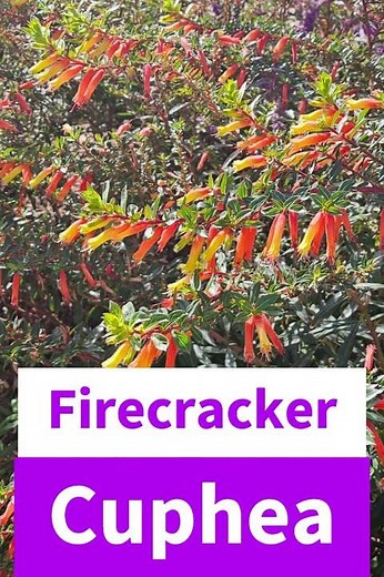 5 Best Plants to Attract Hummingbirds to Your Garden