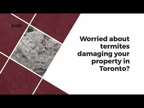 Termite Control Toronto | Licensed Termite Exterminators | 100-Day Guarantee | Pesticon