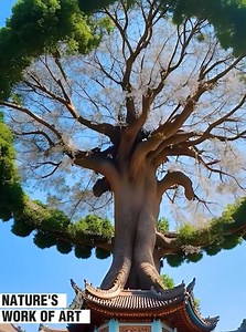 38K views · 708 reactions | The prettiest trees you have ever seen!  | Beautiful World | Facebook