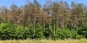 Disease attacking, affecting loblolly pines