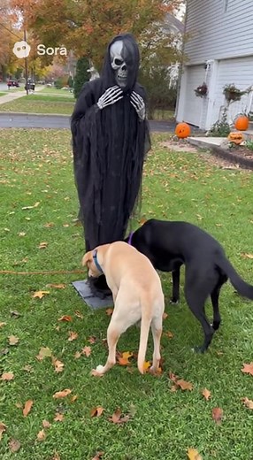 Dog Jump Scare #dogs #jumpscare #dog #cuteanimals #funny | Solitary Isle TV