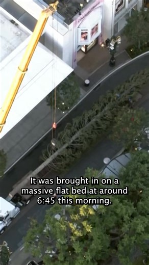 'Tis almost the season! The iconic Christmas tree has arrived at The Grove! Look out for The Grove Christmas tree lighting ceremony, which is expected to take place next month. | NBC LA