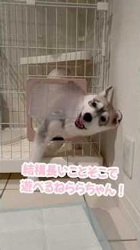 A baby husky who thinks he's a cat #SiberianHusky #Husky #HuskyDog