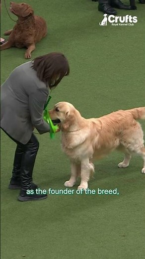 All About The Golden Retriever | Crufts What's That Dog?
