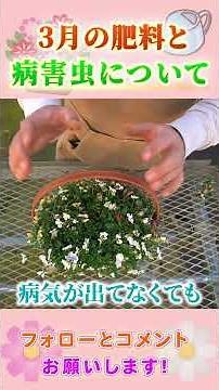 Fertilizer and Pests in March by Gardening Channel 853 #Gardening #Gardening #Beginner