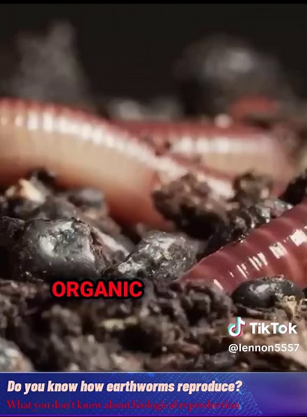 Earthworm Reproduction: The Amazing Process