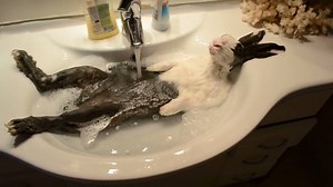 6K views · 42 reactions | Bunny takes a shower | Animal World | Facebook