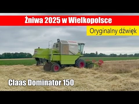 Żniwa 2025 w Wielkopolsce - Claas Dominator 150