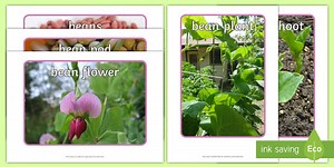 Life Cycle of a Broad Bean Display Photos