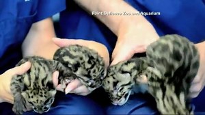 We. Can't. Handle. The. Cuteness. These are rare, week-old clouded leopard cubs that a zoo just unveiled for the first time: 2wsb.tv/1LfQsGZ | WSB-TV