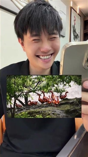 搞笑梗1454 ： 它又又又又又又来啦