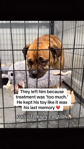 lvan pawkinship Rescue on Instagram: "He Was Left Behind Because His Treatment Was Too Expensive 💔🐾 A Rescue Story That Needs Your Support Some stories are hard to understand, and his is one of them. This gentle soul was once part of a home, trusting the people around him, until the day his medical needs became too expensive. Instead of receiving the care he deserved, he was left behind — confused, weak, and still waiting for someone to come back for him. Situations like this remind us how vul