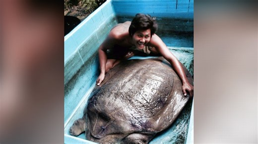 เปิดบ้านแปลกกลางกรุง Homezoo ของคุณกิตติพงษ์ จารุธาณินทร์ กูรูเรื่องสัตว์ของเมืองไทย ที่เต็มไปด้วยสัตว์หายากจากทั่วโลกกว่า 50 ชนิด จนบ้านกลายเป็นสวนสัตว์เปิดย่อมๆ ภาคต่อเสาร์นี้ จะพาไปชมสัตว์ครึ่งบกครึ่งน้ำ และสัตว์เลื้อยคลานหายาก ที่สร้างชื่อเสียงให้กับคุณกิตติพงษ์ ไม่ว่าจะเป็น "จระเข้เผือก" ตัวแรกของไทย ตะโขงอินเดียรุ่นแรกที่นำเข้ามาในเมืองไทย มังกรโคโมโด เต่าหายากระดับโลกอีกหลายสายพันธุ์ ตาม #ติไงจะใครล่ะ ไปชมกันเลยยย #แปลกแหวกเอ๊ะ . #ไทยรัฐทีวี32 #ไทยรัฐทีวีช่อง32 #ไทยรัฐทีวี #ThairathTV #Th