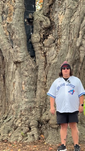 This is actually really cool!! The Comfort Maple is believed to be Canada’s oldest sugar maple tree at over 500 years old! #MapleTree #NorthPelham #Ontario #CanadianThings | Leroy and Leroy