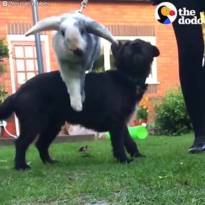 8.7K views · 200 reactions | Thanks to a new life, this rescued rabbit is achieving new heights! | PetFinder.my | Facebook