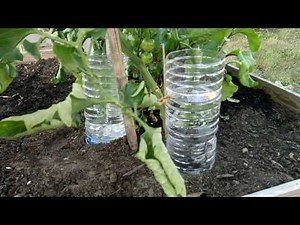 TOMATES : ARROSAGE économique vidéo 2