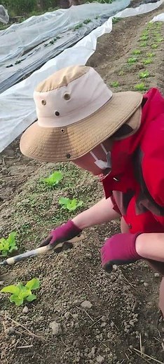 チマサンチュ 定植～初収穫 #有機農業 #サンチュ育て方 #ショート動画