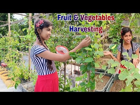 Harvesting Video/Harvesting Fruit & Vegetables/Harvesting Garden Vegetables/Fruit Harvesting/Harvest