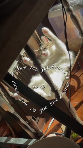 #cats #catslovers #catsvideo #pets