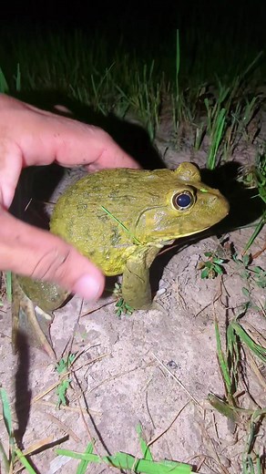Hilarious Frog Captures: Flying, Catching and Laughter