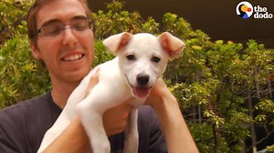 544K views · 1.9K shares | These dogs just got forever homes — and the looks on their faces are priceless ❤️ (via Dodo Impact) | The Dodo | Facebook