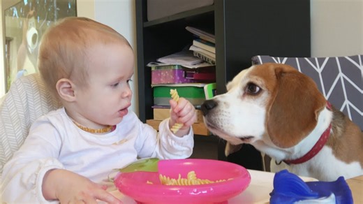 The Perfect Companion—Why Beagle Dogs are Wonderful for Babies