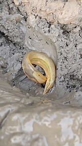 184K views · 1.4K reactions | Best Traditional Hand Fishing Technique | Daily Fishing Life | Facebook