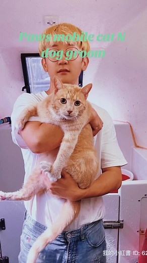 Paws Mobile Cat & Dog Grooming | Sydney's Best Pet Groomers