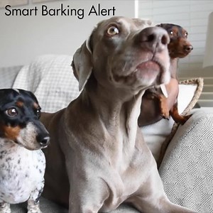 11K views · 50 reactions | A home-alone pup doesn’t have to mean a...