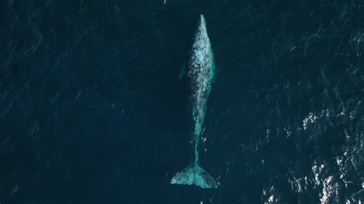 🚨PEAK GRAY WHALE MIGRATION RIGHT NOW🚨 Winter is the best time to witness the mighty Gray Whales which are currently partaking on the longest mammal migration on the planet totaling over 12,000 miles round trip! They happen to be migrating right past our coast swimming from Alaska to Baja! We have trips running daily from Monterey Old Fishermans Wharf, log onto gowhales.com or call our shop (831)-375-4658 to join us on an unforgettable whale watching adventure! Video by Evan Brodsky/MBWW All fo