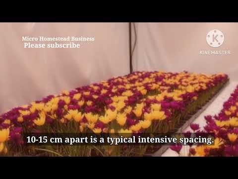 #Saffron Crocus Farming: Intensive, Small-plot Cultivation Of #SaffronThreads