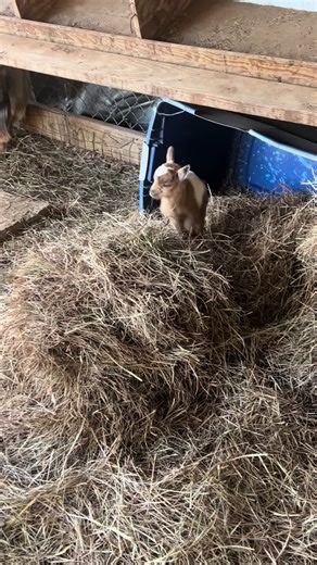 Baby Goat Jumps: Adorable New Kids on the Block