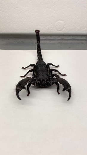 Explore Fascinating Insects and Arthropods