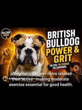 #dogbreed THE BRITISH BULLDOG