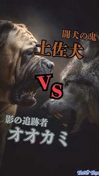 [Animal Battle] Tosa Inu (King of Fighting Spirit) vs. Wolf (Hunter of the Wilderness) / Brute St...