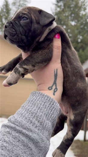 #puppy #americanbully #cuteanimal #cutepuppy