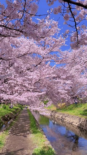 Sakura Japan Cherry Blossom Vibes