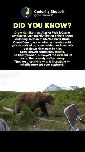 Most Viral Bear Moment Ever #facts #animals