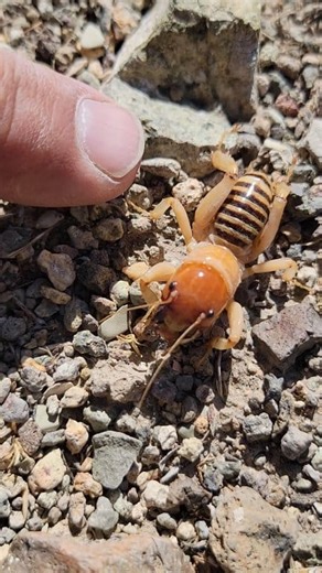Here's a video of that giant ant/bug thing I saw out here in the desert. | John Johnson