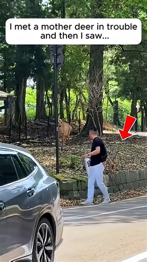 5.4K views · 73 reactions | I saved the deer from trouble and then | Forest Life | Facebook