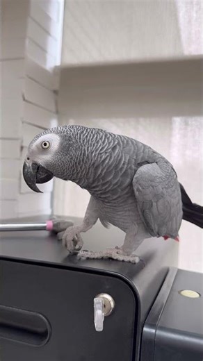 Anyone Else Have a Parrot that Like to Scratch on Surfaces?!