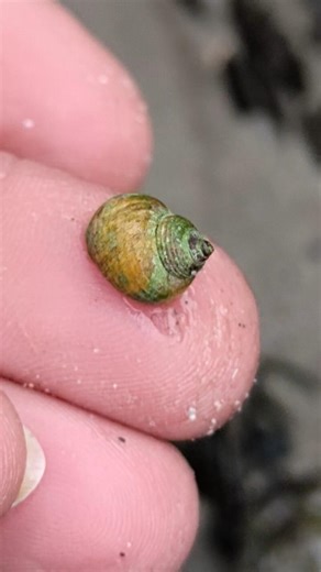 #Periwinkles #tidepool #winkles and a #seaurchin shell #nature #ecosystem #foodweb #seatocitytable 🌊