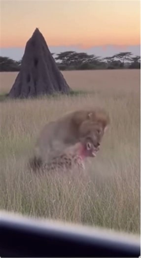 Male Lion SNAPS Hyena's Neck - SAVES Baby Lion 🔥 #viral