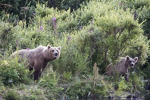 With Bristol Bay, Alaska, as her classroom, UW faculty as her guides and donor support paving the way, UW undergrad Sarah Schooler got to study grizzly bears in the wild — and her life changed forever. Learn more at: http://www.washington.edu/boundless/livinglab/ | University of Washington