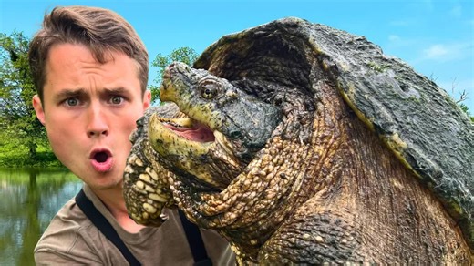 Catching the biggest snapping turtles ever! #swamp #snappingturtle #wildlife #bravewilderness | Brave Wilderness