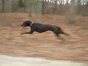Great Dane running as fast as 30 mph - and loving it! | The Best Dog Lovers