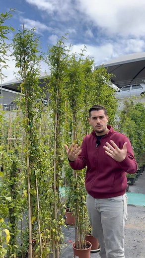 E tu inseriresti un gelsomino come pianta rampicante? Fammelo sapere nei commenti! ⬇️SALVA QUESTO VIDEO ✅SEGUI SIMEGARDEN , scopri lo shop online e il garden a Quarto (NA)! #piante #primavera #piantedaesterno #gardening #giardinaggio #fioritura #plantas #plants #fiori #polliceverde #orchidee #gelsomino | Simegarden